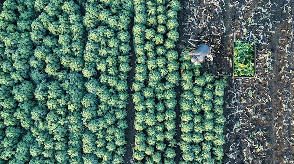 Wjele agrarnych zawodow dóstanu wurunanske płaćenja za ćežke stejnišćowe wuměnjenja (archiwny wobraz) / Foto: Sebastian Kahnert/dpa