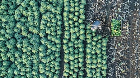 Many farms receive compensation payments for difficult site conditions (archive photo) / Photo: Sebastian Kahnert/dpa