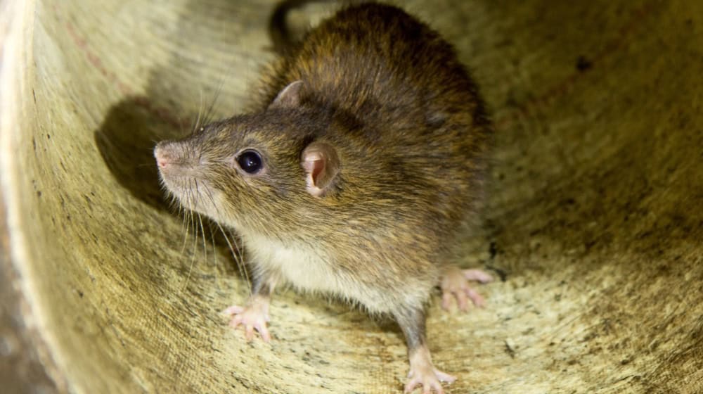 Diese Rattenmutter hat sich bei einer kürzlichen Inspektion in einem Anschluss des Kanals unter der Albertstraße sichtbar wohlgefühlt. Mit Rattenködern bekämpft die Stadtentwässerung die Nager im Kanalsystem. Fotos: Peter Hilbert