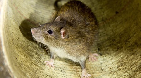 Diese Rattenmutter hat sich bei einer kürzlichen Inspektion in einem Anschluss des Kanals unter der Albertstraße sichtbar wohlgefühlt. Mit Rattenködern bekämpft die Stadtentwässerung die Nager im Kanalsystem. Fotos: Peter Hilbert