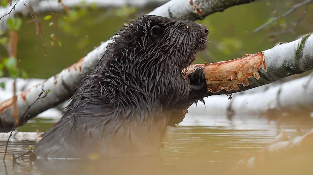 Beavers caused damage to a pond owner in Upper Lusatia. (Symbolic image) / Photo: Patrick Pleul/dpa-Zentralbild/dpa