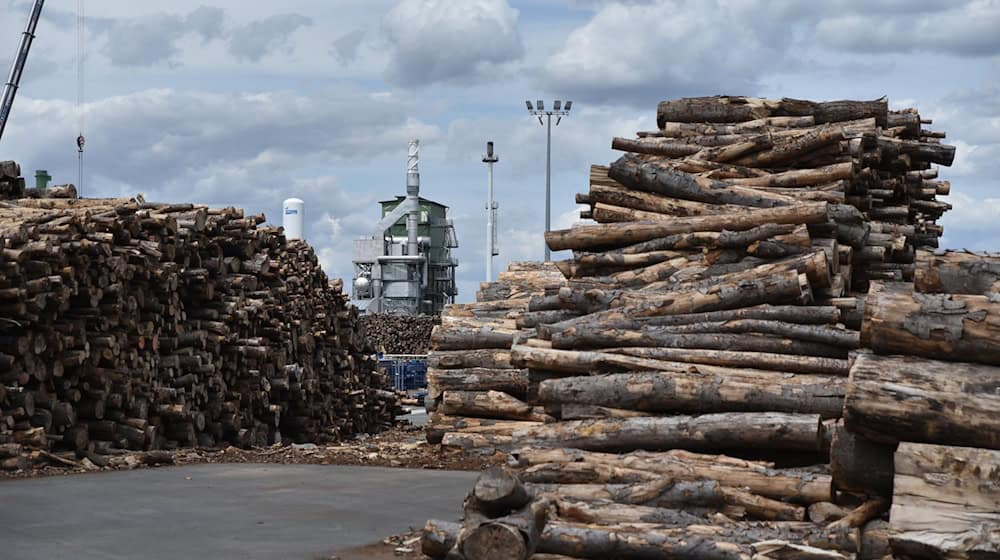 The Finnish company UPM in Leuna wants to produce chemicals from wood instead of crude oil. (Archive image) / Photo: Simon Kremer/dpa