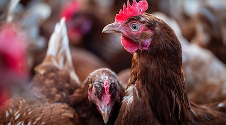 Symbolbild Hühner / pixabay BernhardJaeck