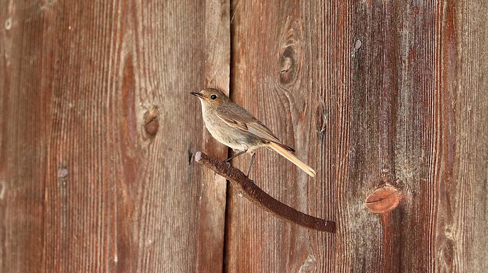 Symbolbild Hausrotschwanz / pixabay WFranz