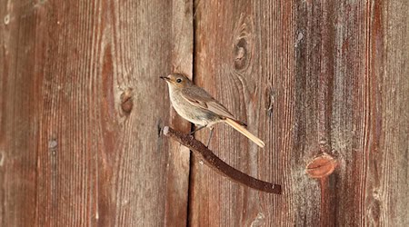 Symbolbild Hausrotschwanz / pixabay WFranz