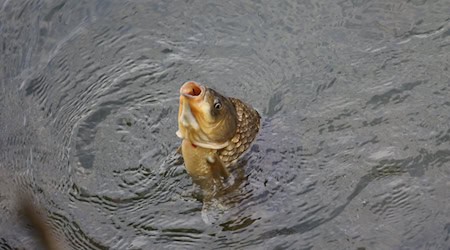 Symbolbild Karpfen / pixabay schauhi