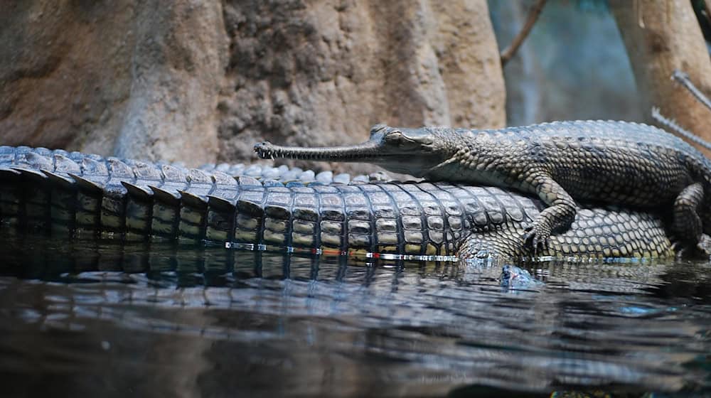 Symbolbild Prager Zoo / pixabay danafoucek0