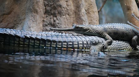 Symbolbild Prager Zoo / pixabay danafoucek0