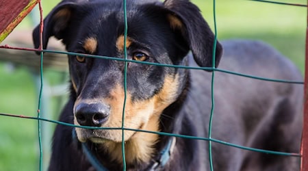 Symbolbild Tierheim / pixabay meineresterampe