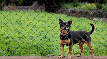 Symbolbild Tiere in Not / pixabay GregMontani