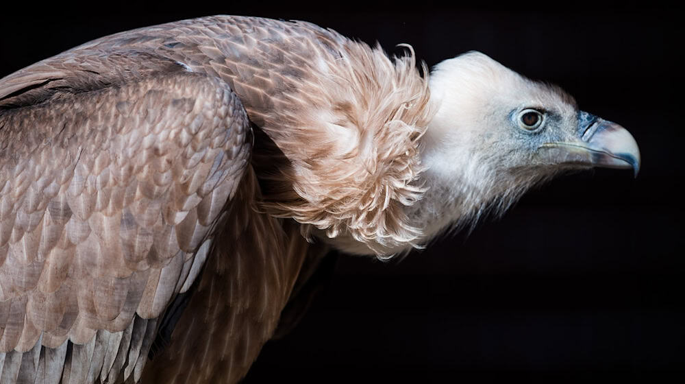 The griffon vultures from Dresden were born this year and last year. (Symbolic image) / Photo: picture alliance / Alexander Heinl/dpa