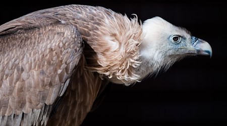 The griffon vultures from Dresden were born this year and last year. (Symbolic image) / Photo: picture alliance / Alexander Heinl/dpa