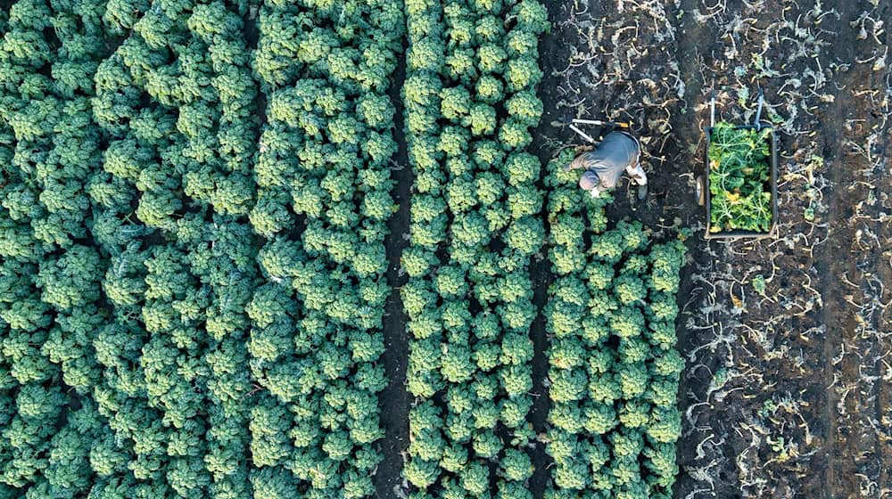 A total of 204.5 million euros will flow to agricultural businesses in Saxony. (Symbolic image) / Photo: Sebastian Kahnert/dpa