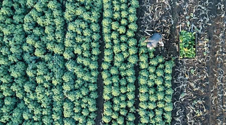 Insgesamt 204,5 Millionen Euro fließen an die landwirtschaftlichen Betriebe in Sachsen. (Symbolbild) / Foto: Sebastian Kahnert/dpa