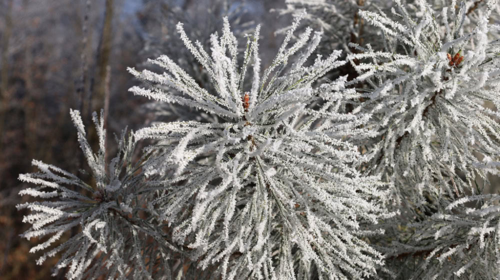 Es bleibt zu hoffen, dass das neue Jahr gesellschaftlich weniger frostig wird als dieser Dezembertag. Foto: Matthias Stark