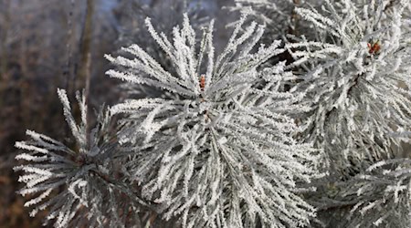 Es bleibt zu hoffen, dass das neue Jahr gesellschaftlich weniger frostig wird als dieser Dezembertag. Foto: Matthias Stark