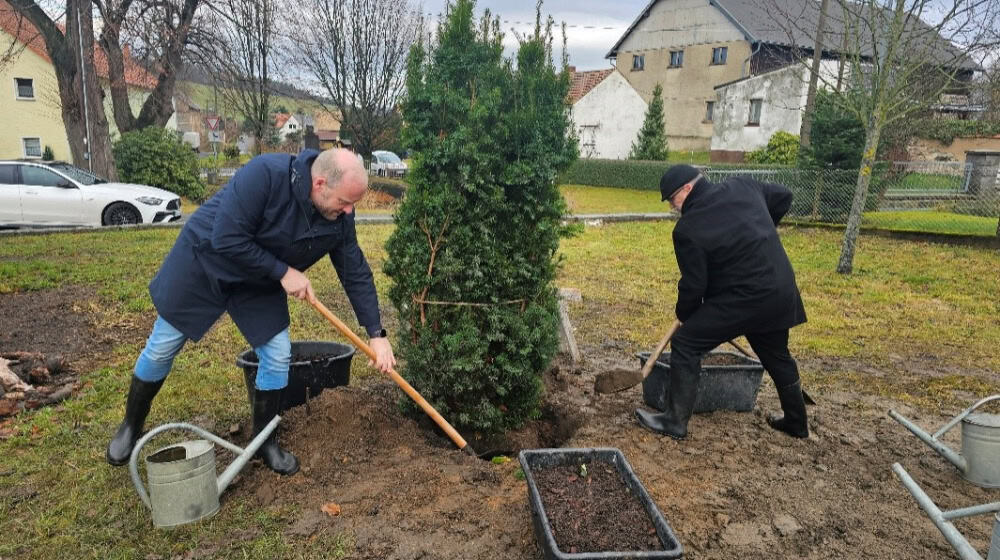 Michael Preuß (l.) und Roland Dantz beim gemeinsamen Pflanzen einer Eibe. Foto: Stadtverwaltung Kamenz