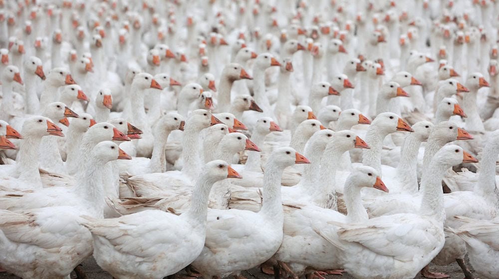 6,500 geese are killed in Mutzschen due to suspected bird flu. (Illustration) / Photo: Matthias Bein/dpa