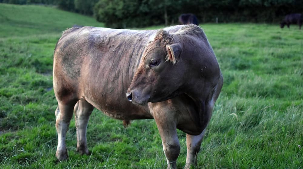 Symbolbild Rind / pixabay SusanneEdele