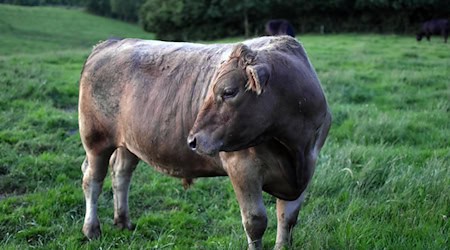 Symbolbild Rind / pixabay SusanneEdele