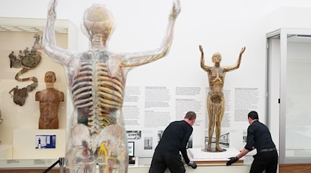 Das historische Modell der Gläsernen Frau wird im Deutschen Hygiene-Museum fortan in einer Klimavitrine präsentiert.  / Foto: Sebastian Kahnert/dpa