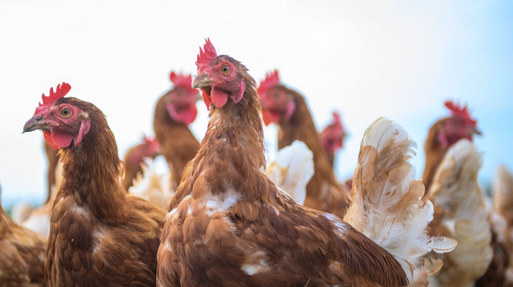 Після чергового спалаху пташиного грипу на великій фермі в Еберсбаху близько 310 000 тварин довелося вбити (символічне зображення) / Фото: Klaus-Dietmar Gabbert/dpa