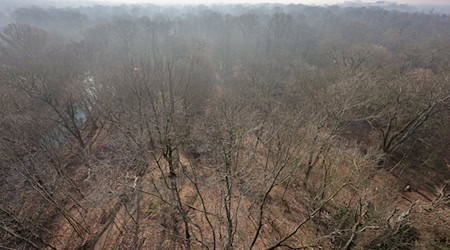 With an area of more than 2,000 hectares, Leipzig's alluvial forest is one of the largest urban forests in Central Europe. (Archive image) / Photo: Jan Woitas/dpa