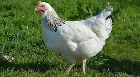 Symbolbild Legehennen / pixabay JacLou