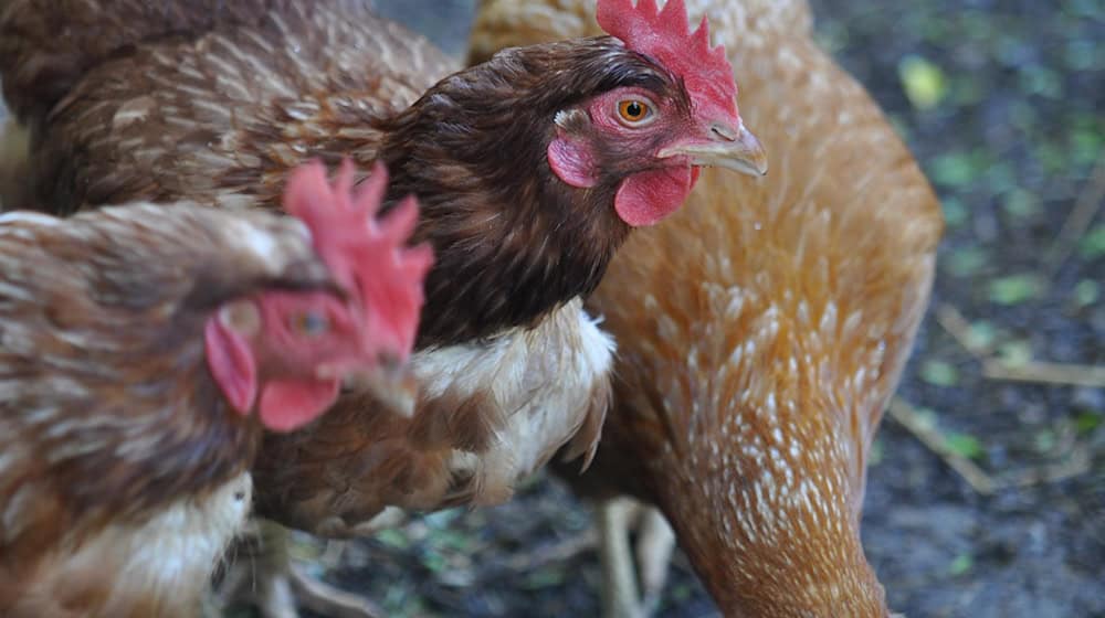 Symbolbild Legehennen / pixabay Janedo70