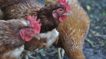 Symbolbild Legehennen / pixabay Janedo70