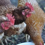 Symbolbild Legehennen / pixabay Janedo70