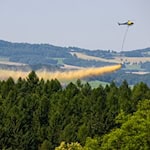 In den sächsischen Wäldern weisen rund ein Drittel der Bäume Schäden auf (Archivbild). / Foto: Hendrik Schmidt/dpa