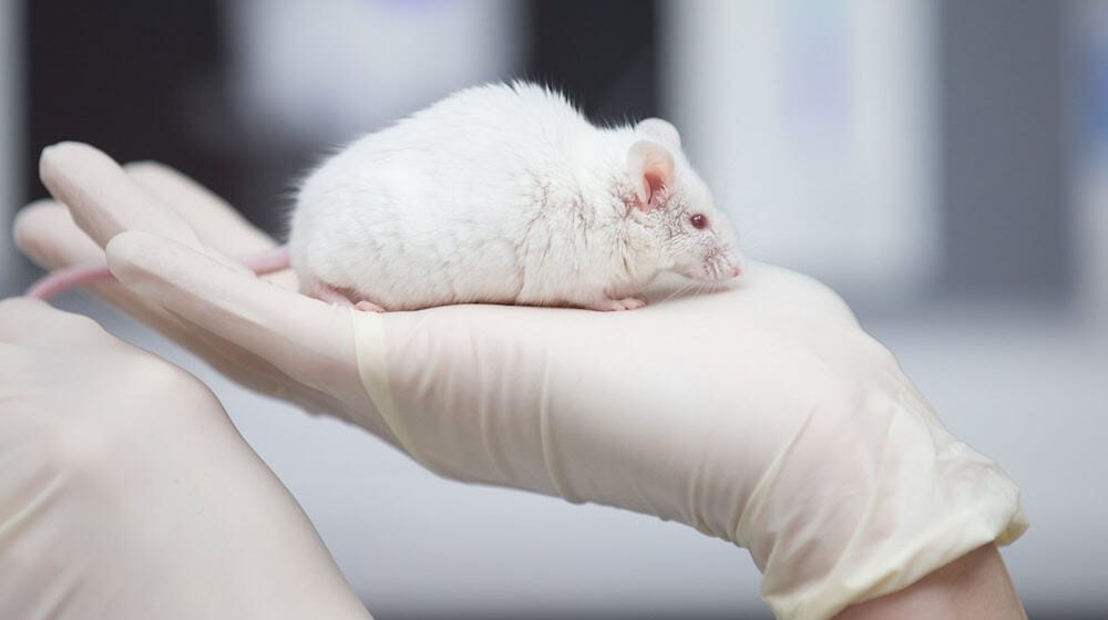 Around 88,000 mice were used as laboratory animals in Saxony in 2024. (Archive image) / Photo: Friso Gentsch/dpa