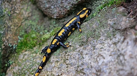 In Central Europe, fire salamanders are threatened by a deadly skin fungus. (Archive image) / Photo: Matthias Bein/dpa