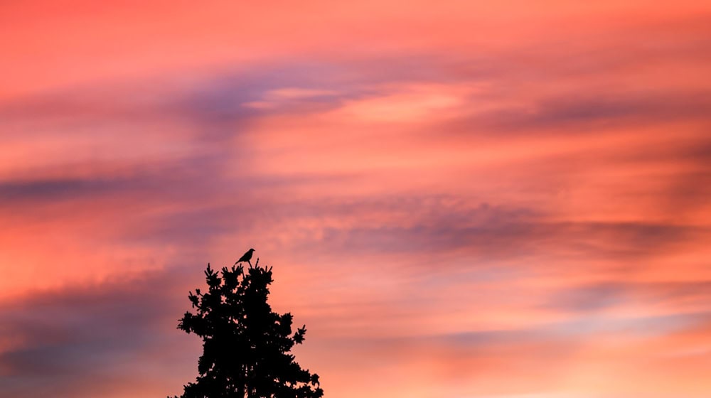 In Sachsen kommt es zu milden Temperaturen. (Symbolbild) / Foto: Jan Woitas/dpa