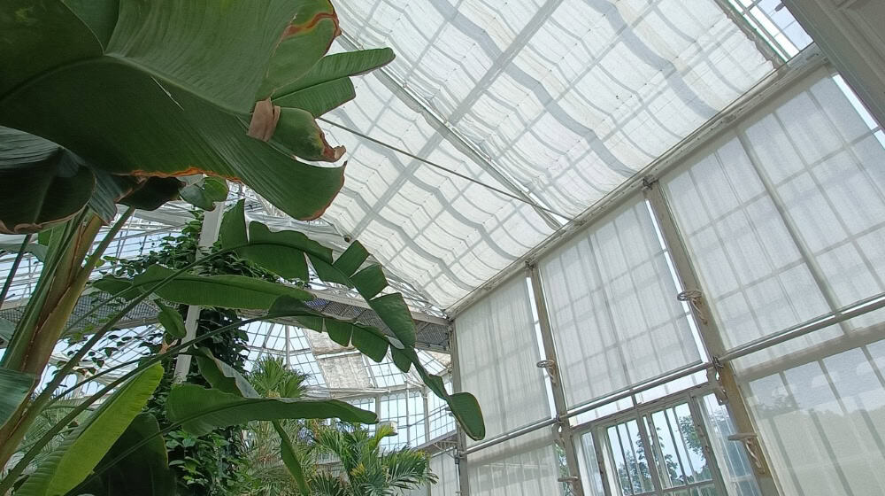 Die Verschattung im Pillnitzer Palmenhaus mit den neuen Energie- und Rollschirmen. Foto: Josefine Frank