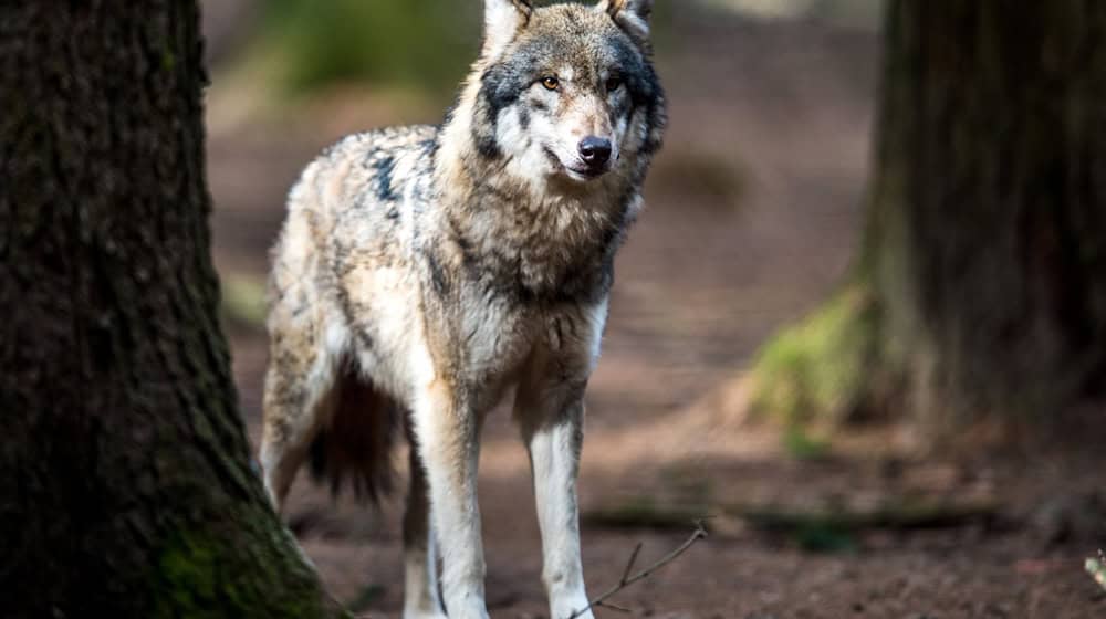 Thuringia has a new official wolf territory on the border with Saxony. (Symbolic image) / Photo: Alexander Heinl/dpa