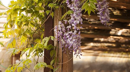 Symbolbild Gartenlaube / pixabay whitesession