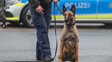 In its latest report, the Court of Audit also scrutinized police service dogs. / Photo: Jan Woitas/dpa