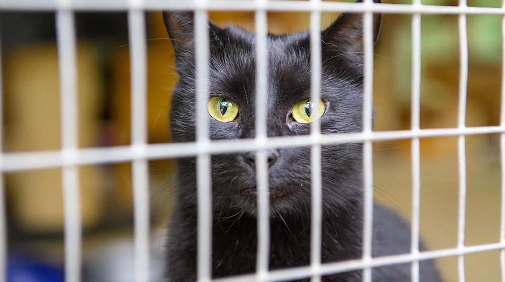 Animals don't belong under the Christmas tree, say animal rights activists. (Symbolic image) / Photo: Klaus-Dietmar Gabbert/dpa-Zentralbild/dpa