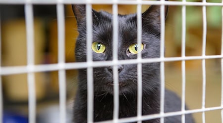 Zwěrjata njesłušeja pod hodowny štom, praja škitarki zwěrjatow a škitarjo zwěrjatow. (Symbolbild) / Foto: Klaus-Dietmar Gabbert/dpa-Centralny wobraz/dpa
