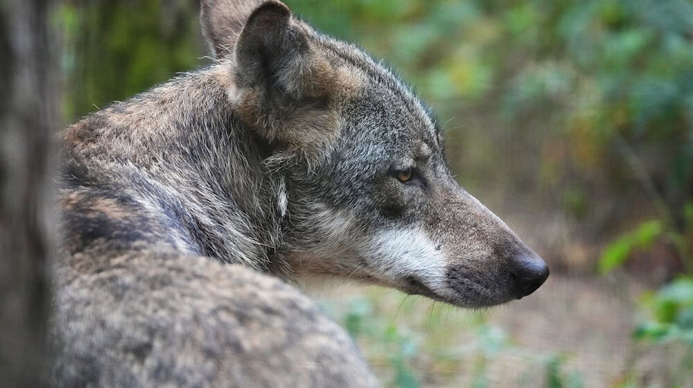 According to the police, the wolf may have been run over. (Symbolic image) / Photo: Soeren Stache/dpa