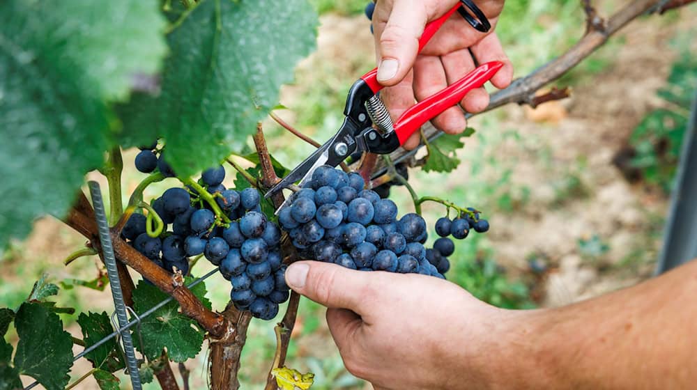 Bauernpräsident Joachim Rukwied sagt, der Weinbau sei in der größten Krise seit Jahrzehnten.(Archivbild) / Foto: Lando Hass/dpa
