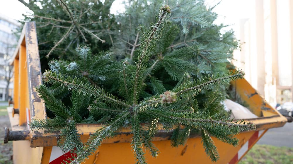 What to do with the Christmas tree after the holidays? (Archive picture) / Photo: Sebastian Kahnert/dpa