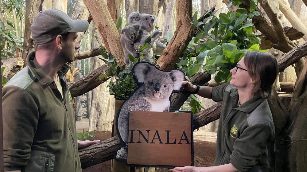 Pfleger Philipp Hünemeyer und Bereichsleiterin Martina Hacker bei der Taufe des Koala-Mädchens Inala. Foto: Zoo Leipzig