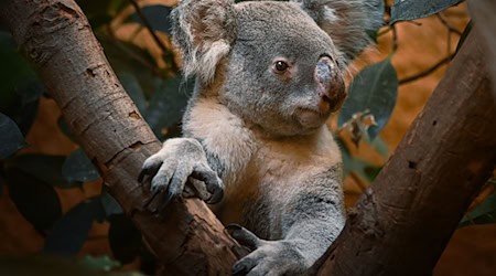 Mullaya was one of the first two koalas in Dresden and had two female koalas, Janali and Kiri, with her partner Eerin. (Photo handout) / Photo: Christiane Krönke/Zoo Dresden/dpa