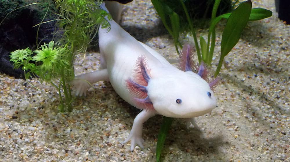 Axolotls are masters of regeneration. They can regrow many body parts. © pixabay/LaDameBucolique