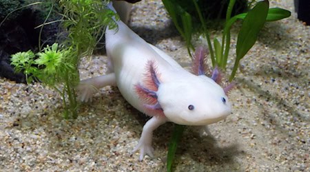 Axolotl sind Meister der Regeneration. Sie können viele Körperteile nachwachsen lassen. © pixabay/LaDameBucolique