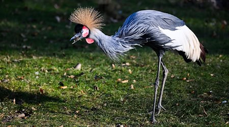 A crowned crane hen stands in the enclosure at Dresden Zoo / Photo: Robert Michael/dpa
