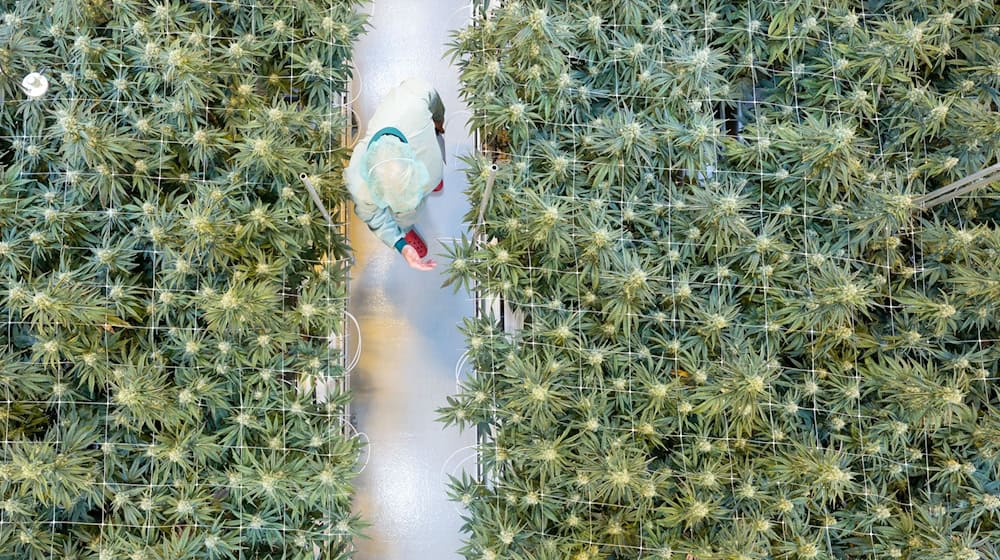 Around 5,000 cannabis plants are currently growing in a total of eight cultivation rooms at Demecan.  / Photo: Sebastian Kahnert/dpa